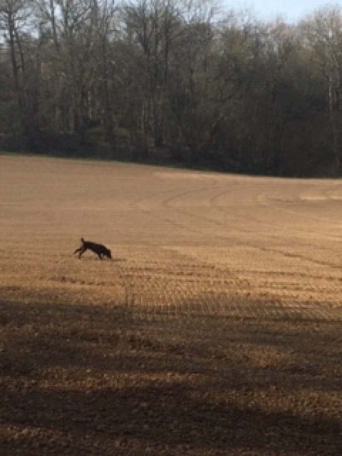 A Break from Coronavirus Spring arrives in Kent