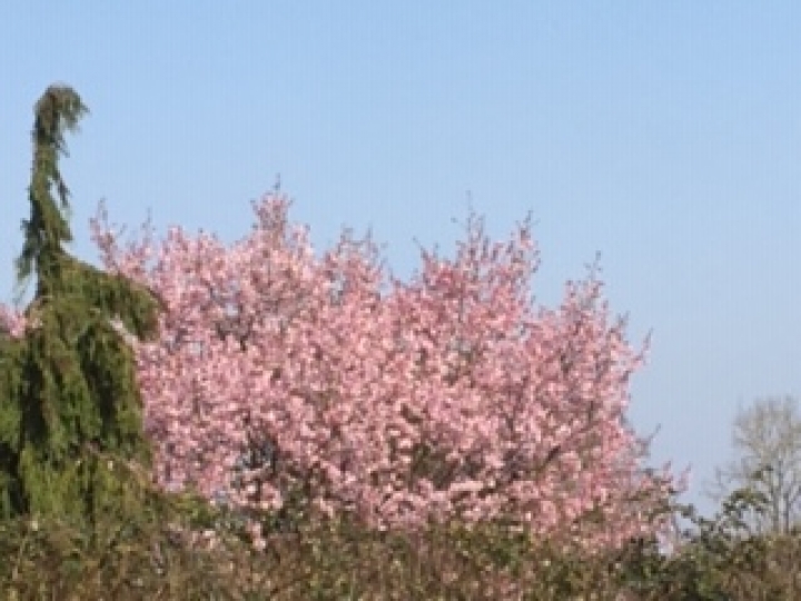 A Break from Coronavirus Spring arrives in Kent