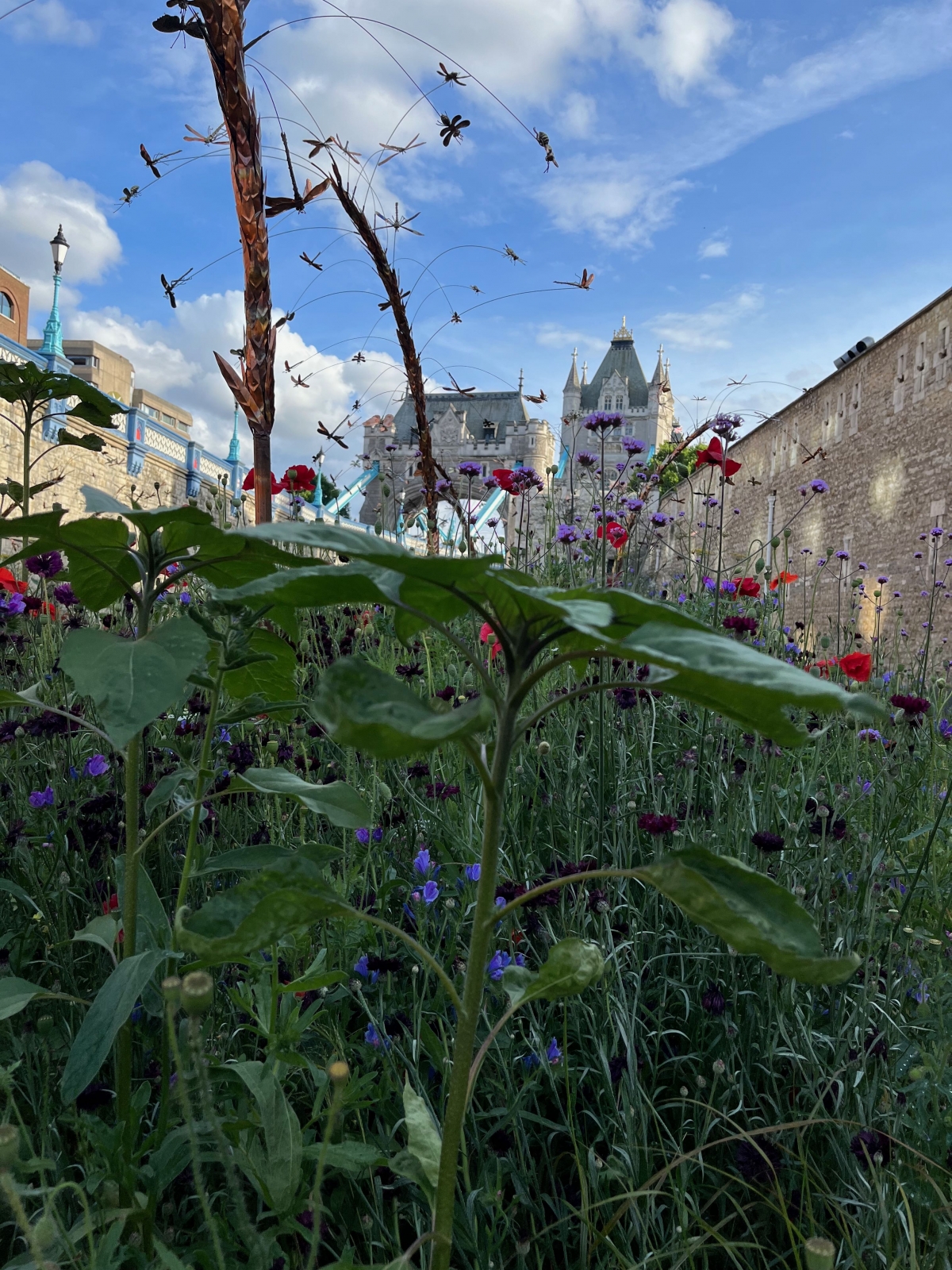 Superbloom - Tower of London Private Viewing by Livery Companies