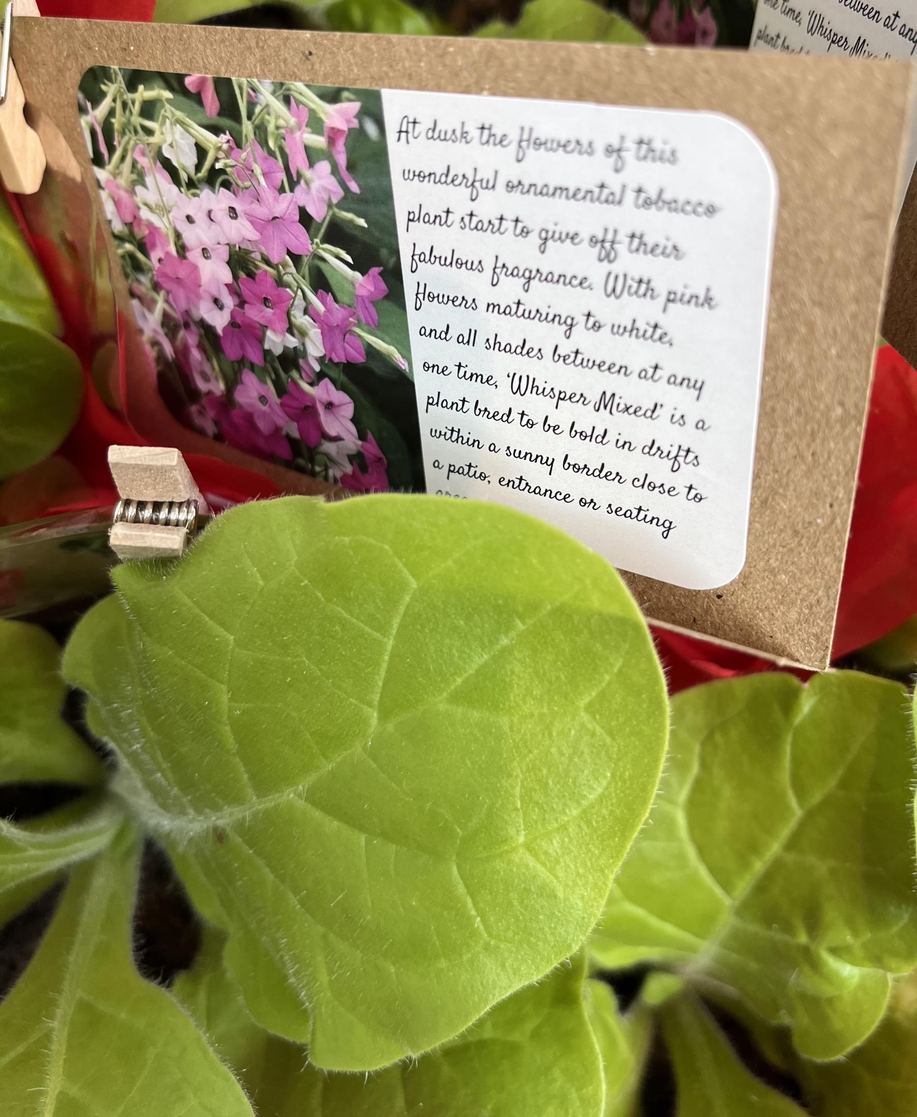 Mistress Event The Chelsea Physic Garden