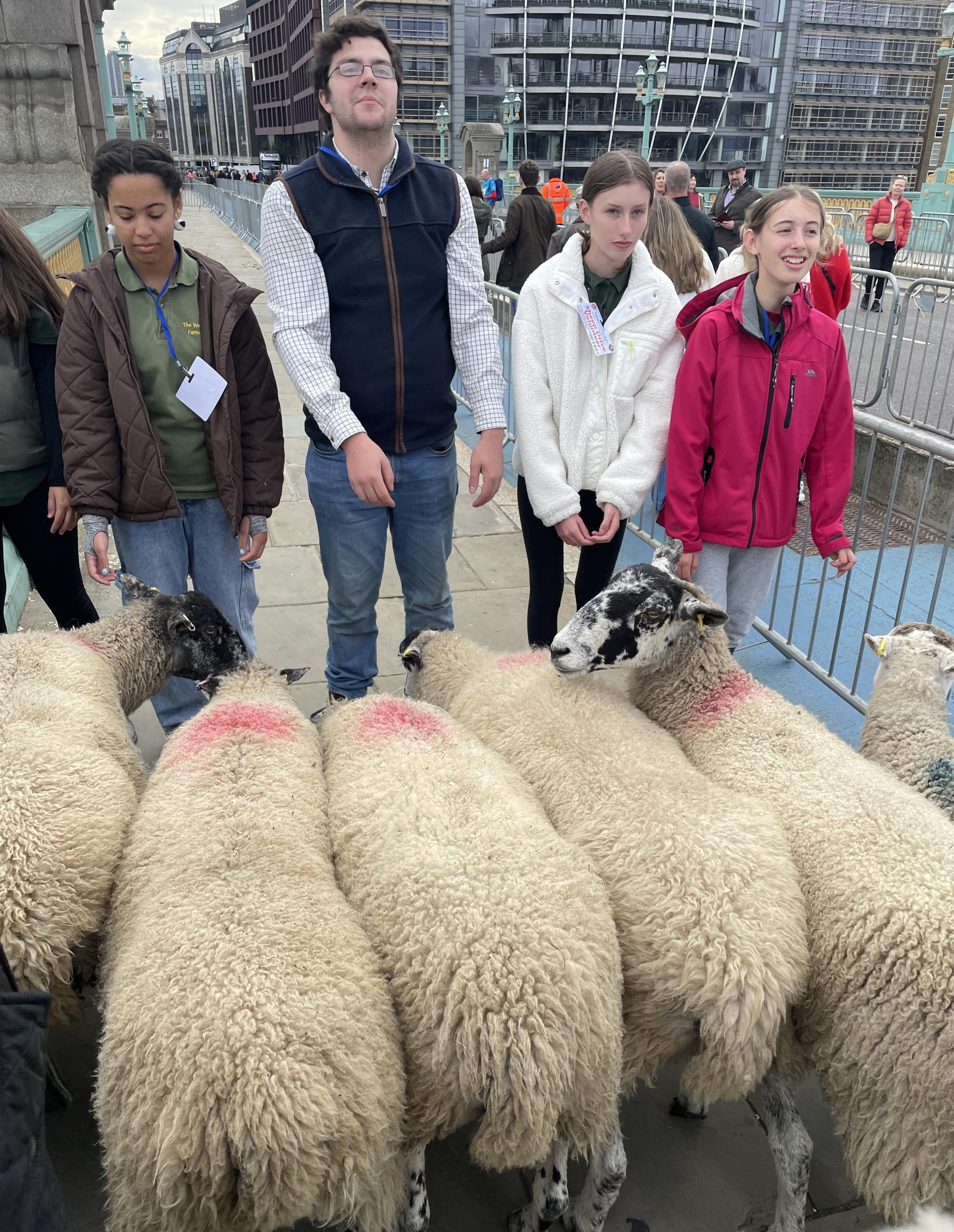 Sheep Drive Southwark Bridge