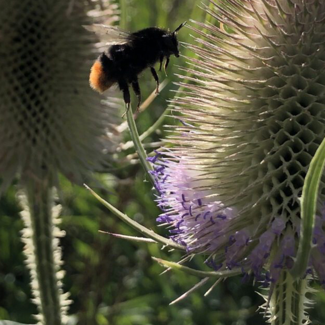 Proud supporters of Pollinating London Together
