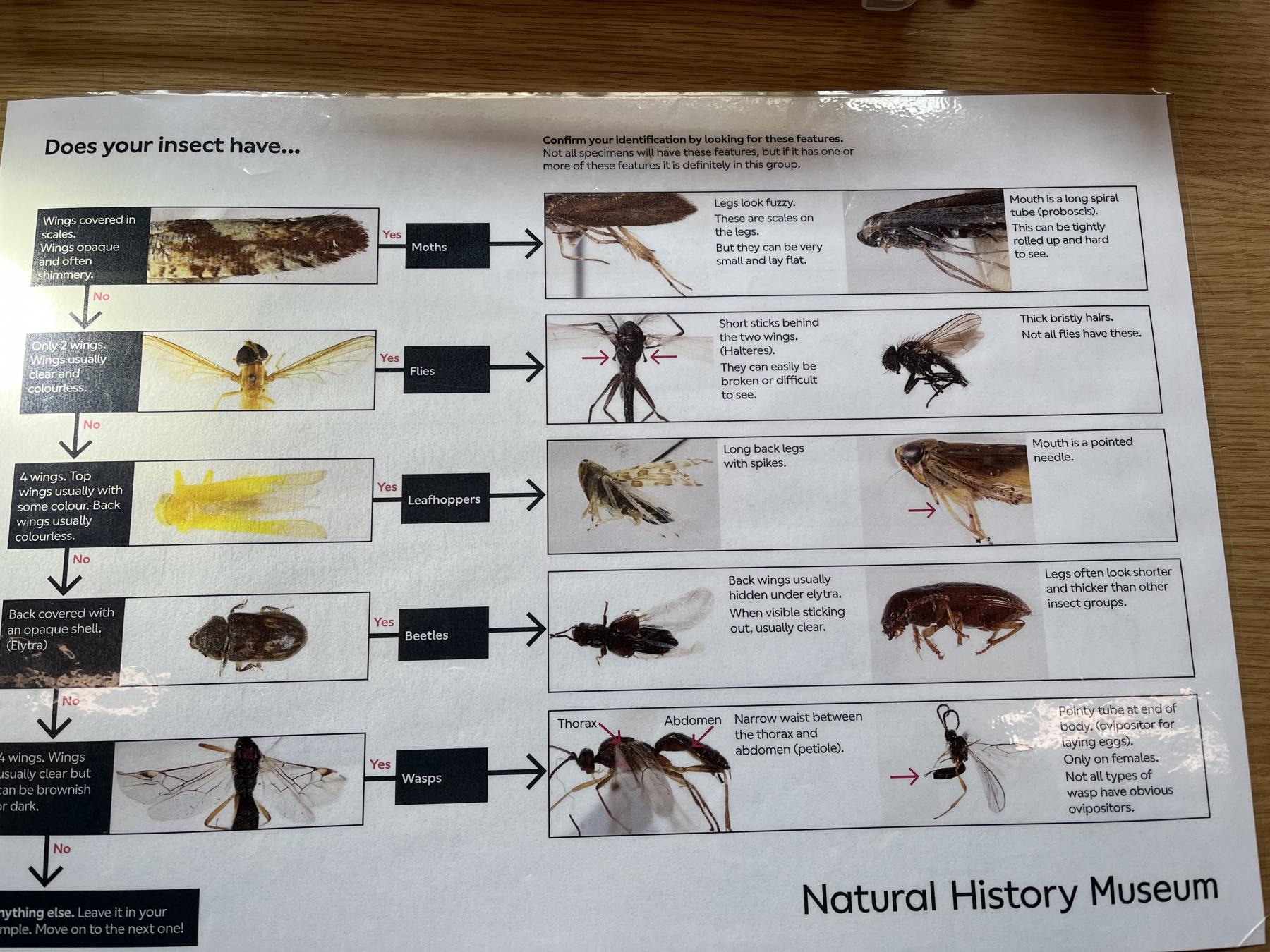 Garden Tour/insect study - PLT Natural History Museum