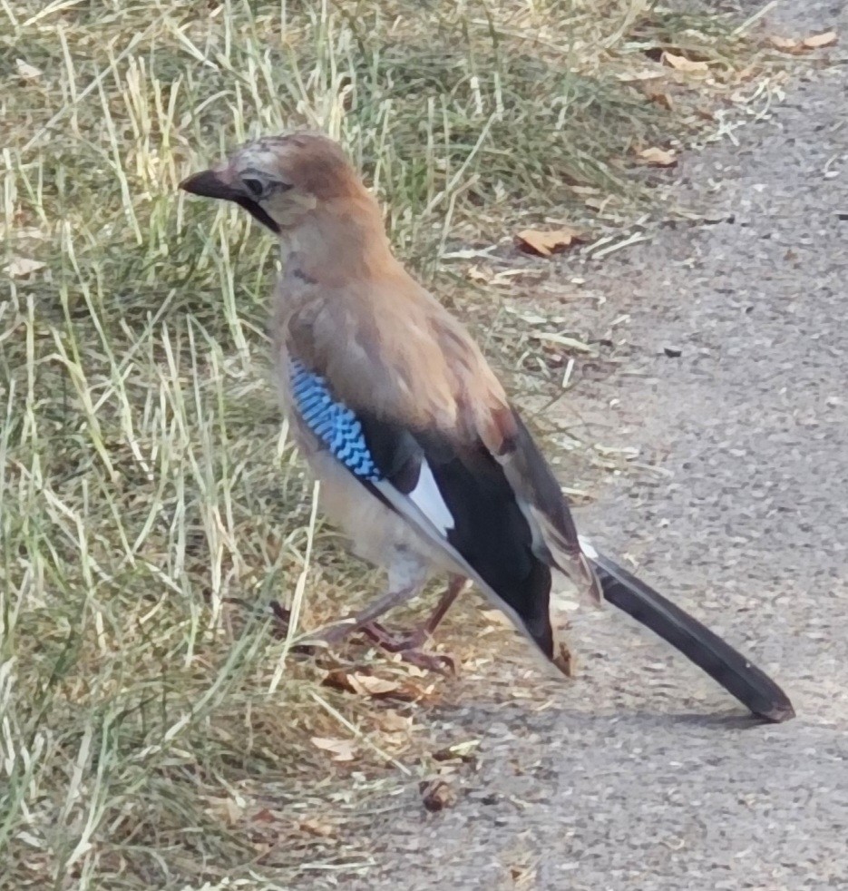 A jay Kew Gardens